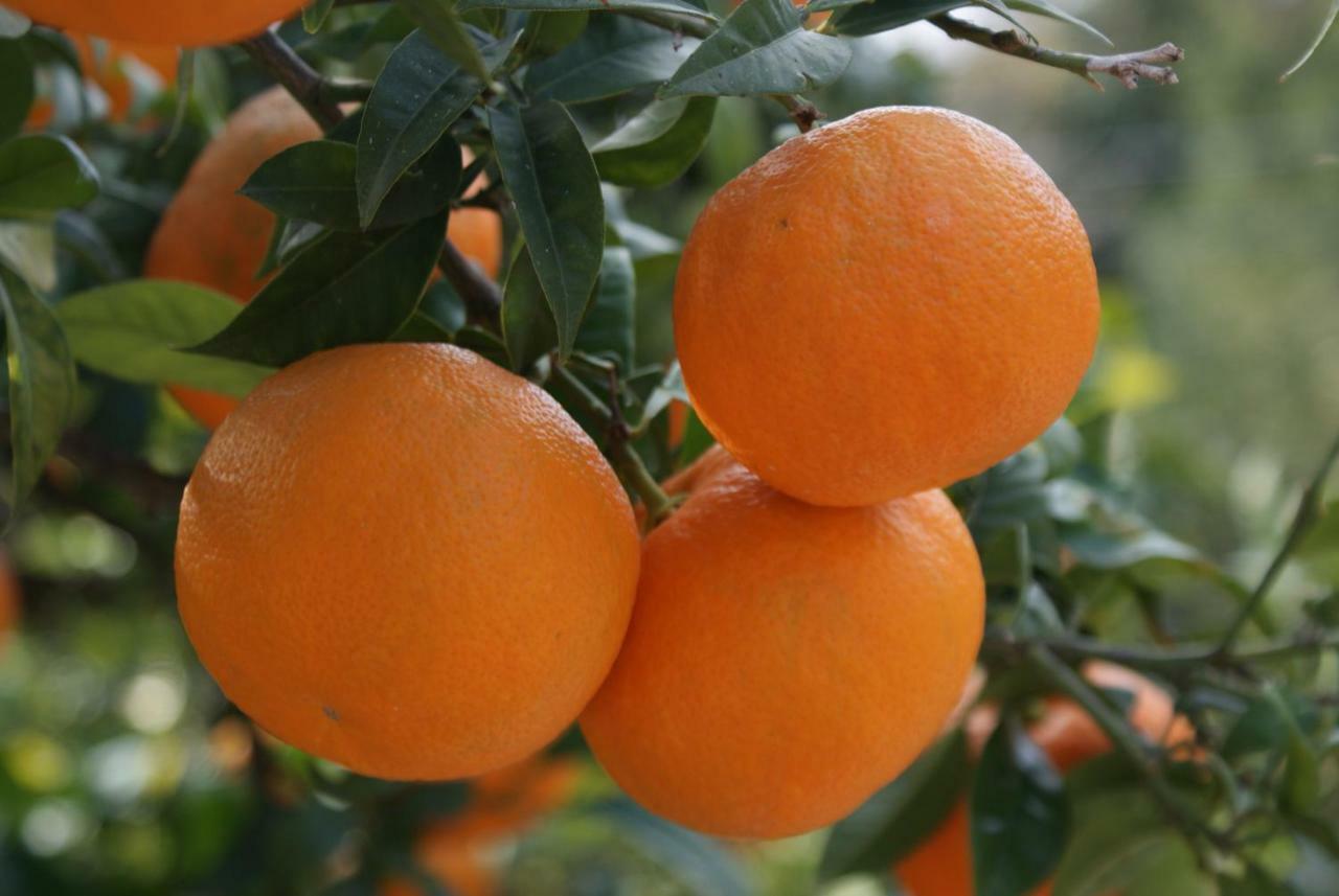 Three Oranges Appartement Trsteno Buitenkant foto